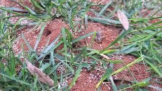 Close Up of a Digger Bee Digging Its Nest by Cowleys Pest Services 4 views 18 hours ago 54 seconds