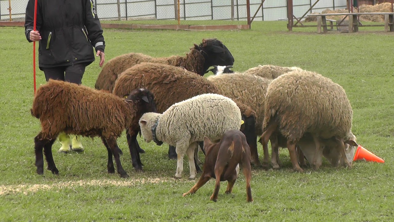 Келпи и Александра Багаева семинар по пастьбе - YouTube