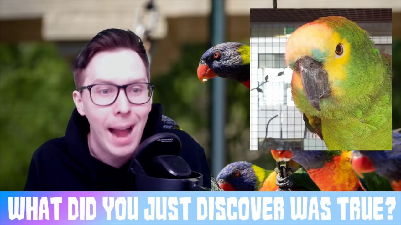 Why did nobody tell me that parrots can live to be 70 YEARS OLD? - also pineapples don't grow on trees...and other mindblowing revelations in my live show from 10th November!
Become a fan: http://links.younow.com/amazingphil! S