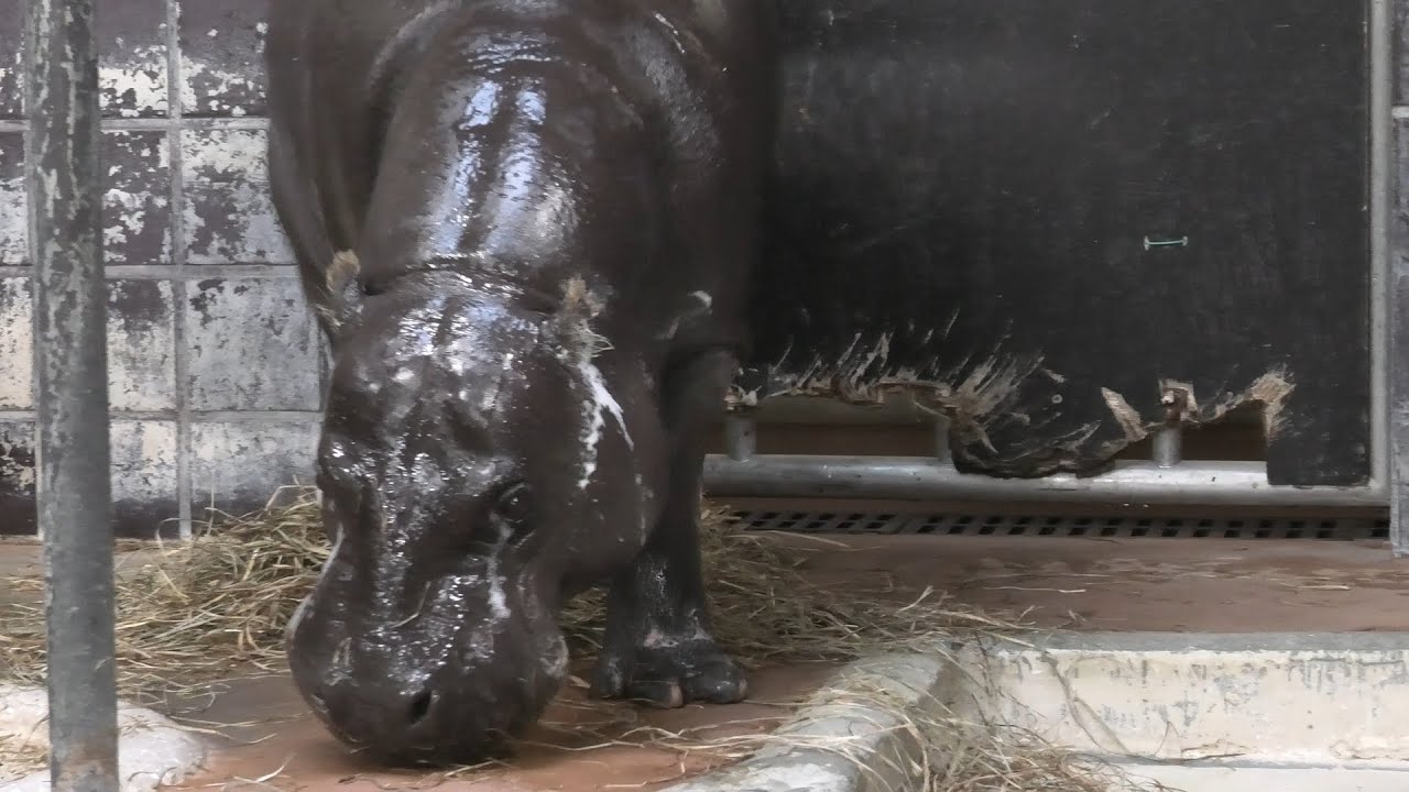 コビトカバ の エボニー 上野動物園 年9月11日 Youtube