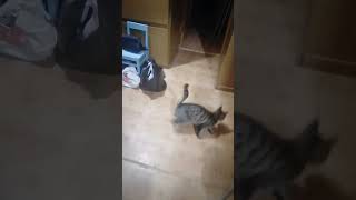 самая смешная кошка#популярное#popular #funny#cat#кот