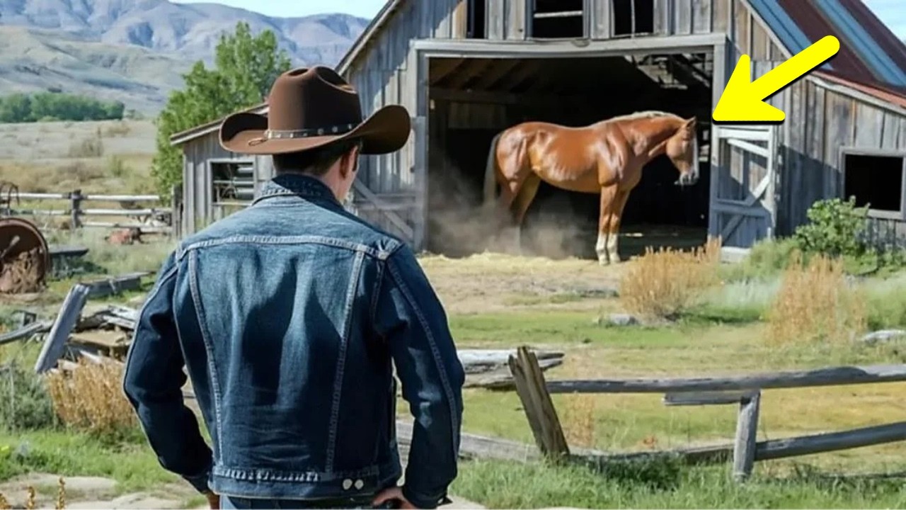 Egy férfi 1 dollárért vett egy tanyát...Amíg az ott talált magányos ló meg nem változtatta az életét