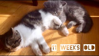 Exotic Shorthair - 11 weeks old exotic shorthair kittens by Exotic Shorthair KSU 570 views 4 years ago 1 minute, 44 seconds