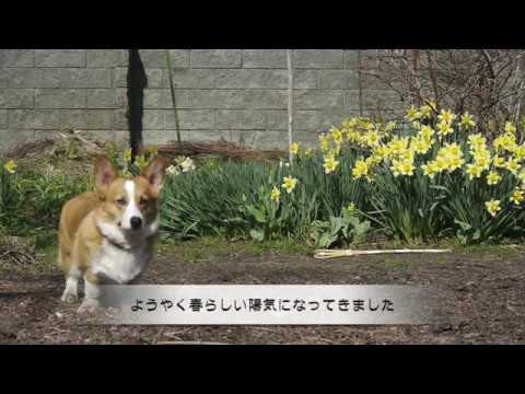 2017　桜が咲き始めました