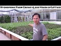 Amazing Hydroponic Greenhouse Farm Grows 15,000 Heads of Lettuce