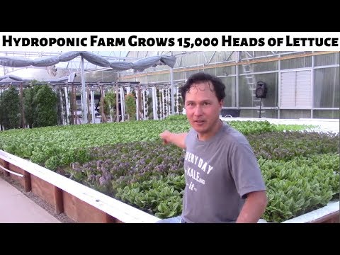 A Profound Experience - How Profound Microfarms Uses Hydroponics to Grow 15,000 Heads of Lettuce