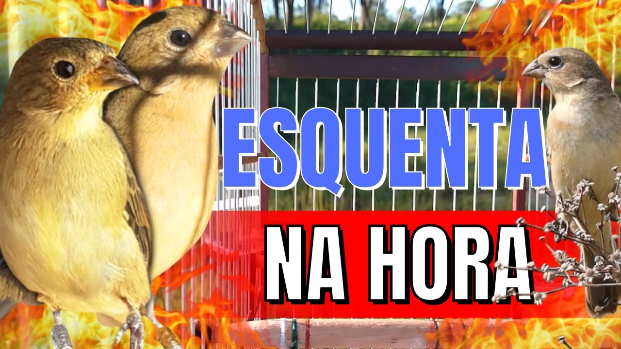 Melhor Piado de fêmea de papa capim para Esquentar papa capim e Foguear Piado de fêmea de papa capim