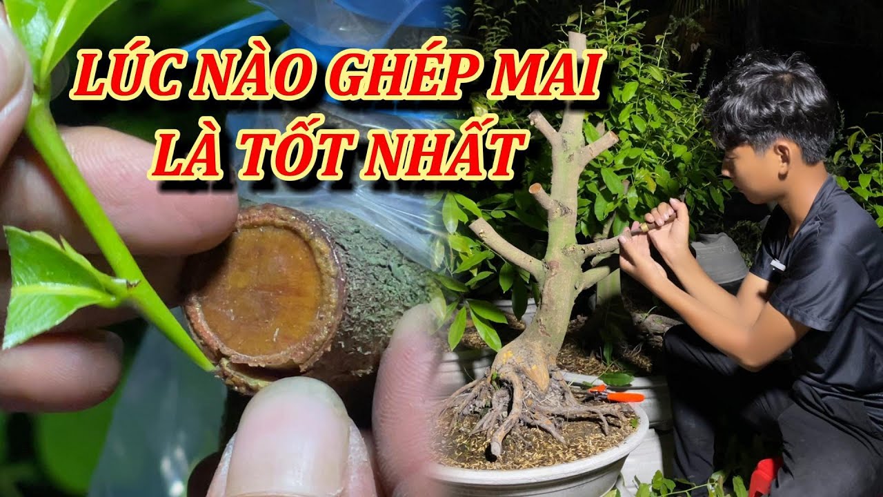 Ghép Mai Vàng Lúc Nào Là Tốt Nhất - Mai Vàng Duy Hiếu