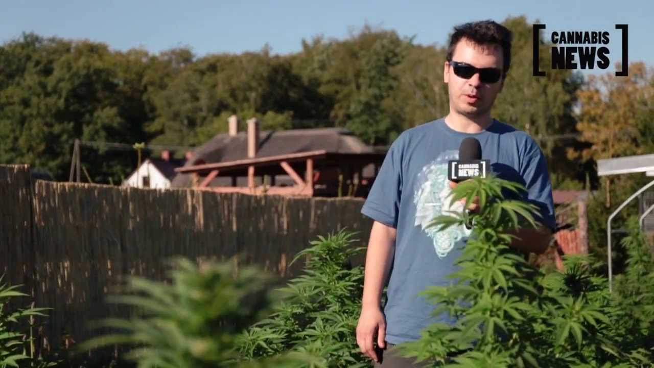 Interwencja poselska Andrzeja Dołeckiego w obronie pierwszej legalnej plantacji marihuany w Polsce