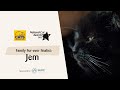 Jem | National Cat Awards 2023: Family Fur-ever finalist