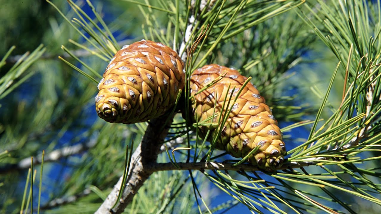 Parque Regional Sierra Espuña - Flora