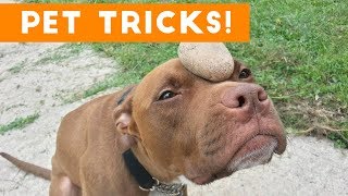 Funniest Smart Pets and Animal Tricks of 2017 Compilation | Funny Pet Videos