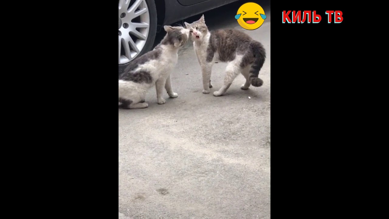 Коты дерутся. Кошки подрались. Коты разборки. Кот дерется прикол.