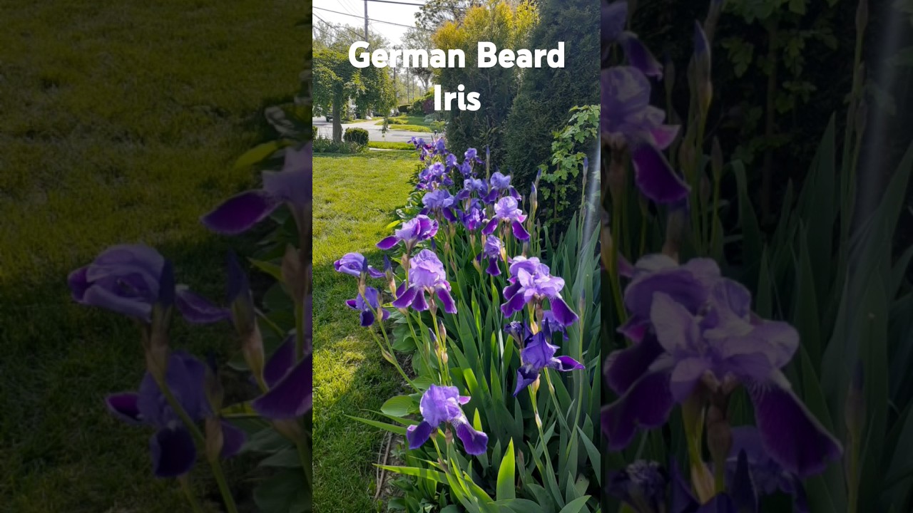 German Beard Iris blooming 