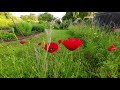 Lever de soleil au jardin (time-lapse) - mai 2023
