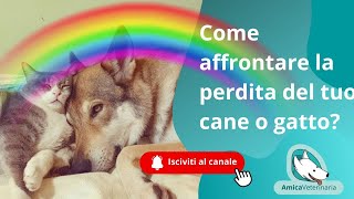 Come affrontare la perdita di un cane?