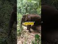 ¡Conoce a Darling! La abuela más elegante del reino animal