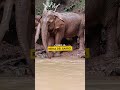¡Conoce a Darling! La abuela más elegante del reino animal