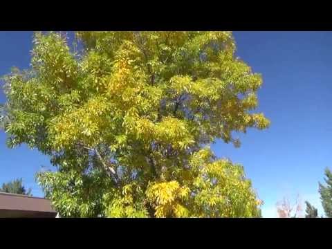 Video: Informacija apie Arizonos uosius: patarimai, kaip auginti Arizonos uosius