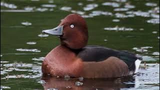 Aythya nyroca