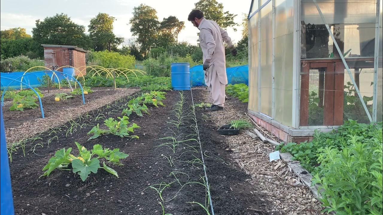 Planting Ailsa Craig Onions YouTube