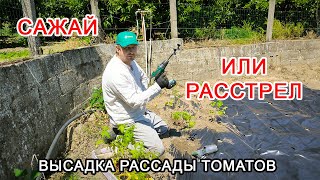 Высадка рассады Томатов в открытый грунт. Запоздалая высадка но даём рассаде шанс.