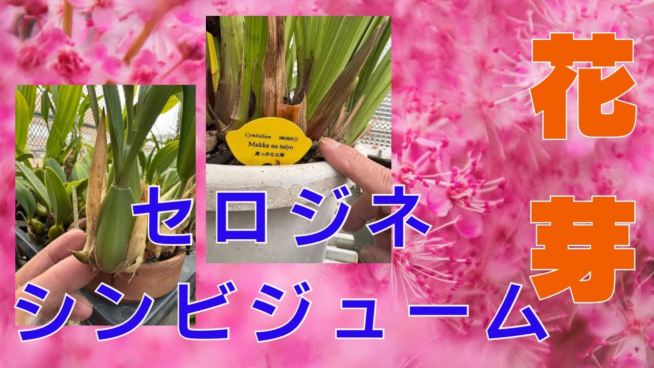 Уход за Cymbidium coelogyne в ноябре: что делать сейчас: пробы и ошибки для получения цветочных п...