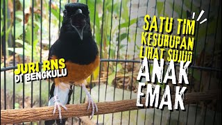 ANAK EMAK KESURUPAN😱Aksi Murai ARIF JAYA TEHNIK Bengkulu  #muraibatu