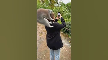 Racoon attack😳| #meme #funnymemes #ytshorts #explore #trending #viral #shorts #short #comedy