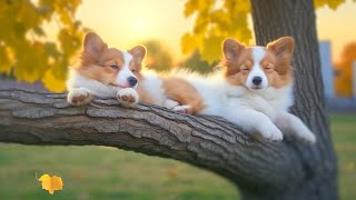 TV for Dogs - Anti-Anxiety TV With Calming Music for Dogs and Cats - Relax your Pet When Home Alone