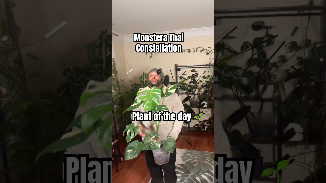 Монстера Тайское Созвездие 