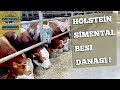Eşref Şekerli - Holstein / Simental besi danası