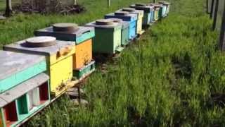 Apicultura La Noi Acasa - Albine In Ziua De Pasti Vlog 18