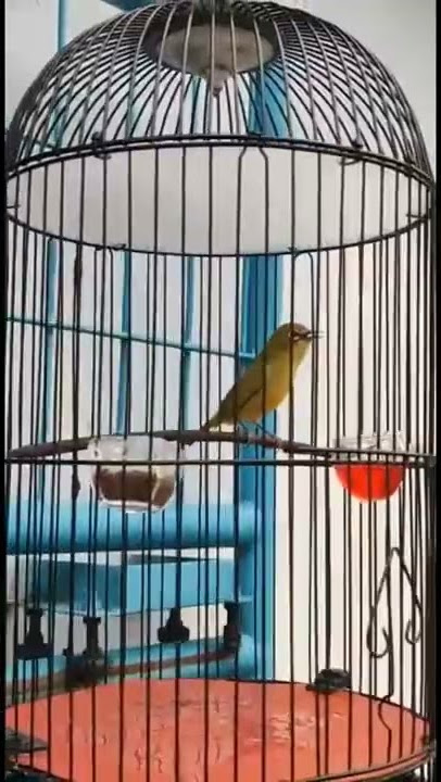 Pleci waung nembak speed dan brem