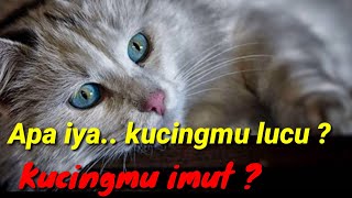 Mengapa kucing lucu?? semua orang suka kucing imut by MeongLy 125 views 1 year ago 6 minutes, 48 seconds
