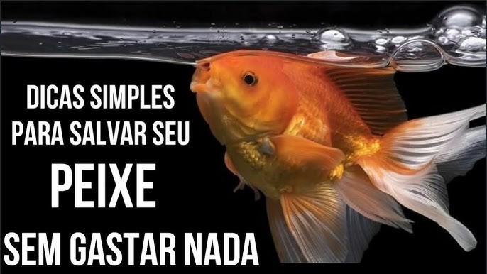 Peixe no fundo do aquário: 6 razões por que isso acontece - Agrosete