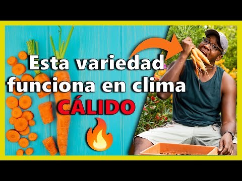 Video: Cultivo de zanahorias en climas cálidos: aprenda sobre las plantas de zanahoria tolerantes al calor