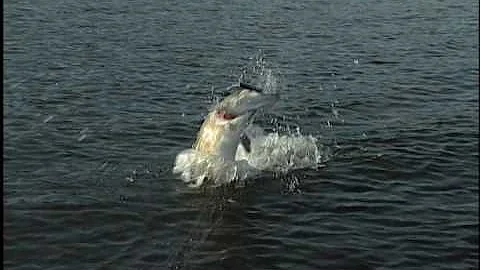 Simply Fishing: Curt Fenton, MONSTER HUNTER.