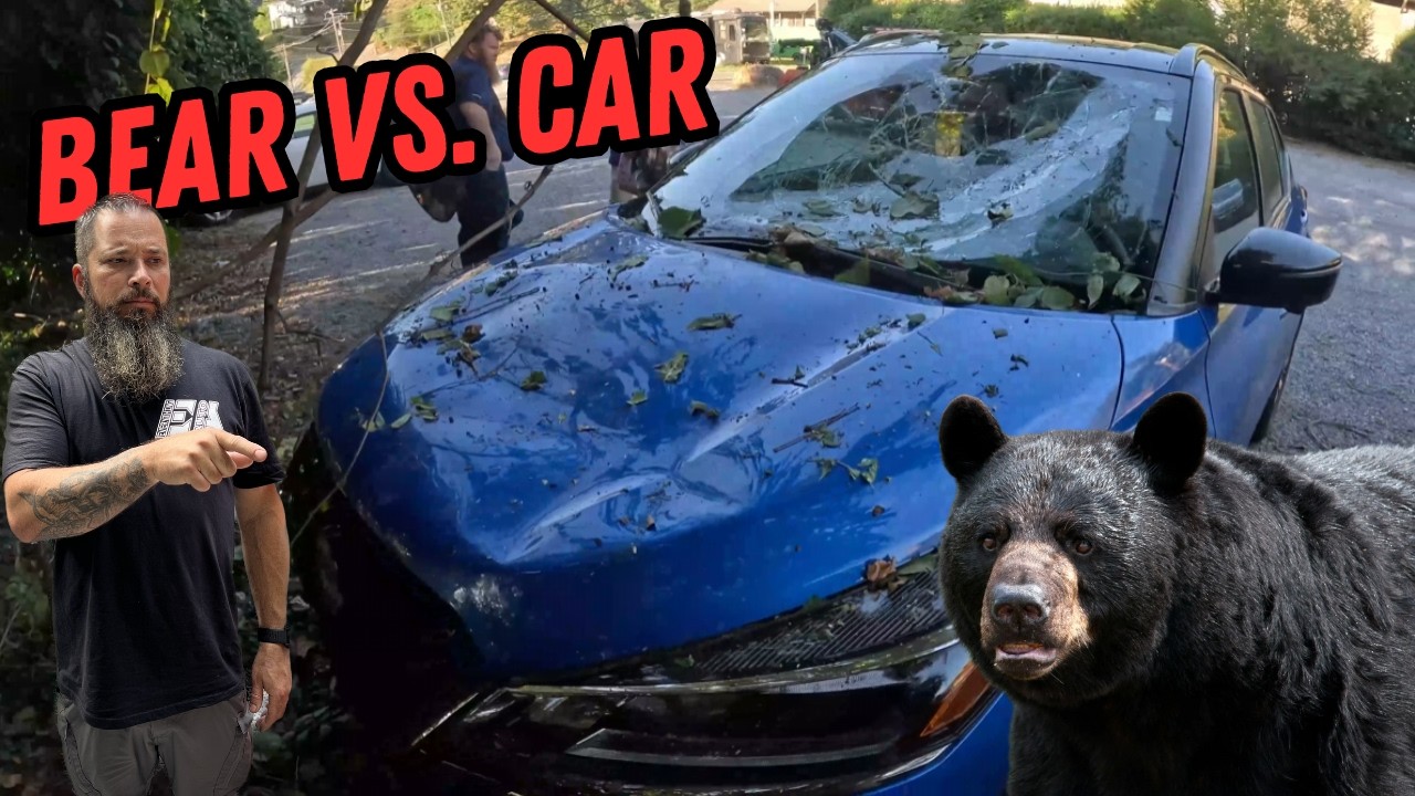 Black Bear DESTROYS New Car Trying To Reach Berries | Pickups & Winching