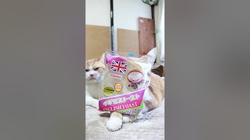 イギリストースト（アサイージャム＆ヨーグルト風味クリーム）　251019　#のせ猫　 #cat #cute #ねこ #ネコ　 #猫のいる暮らし　#イギリストースト