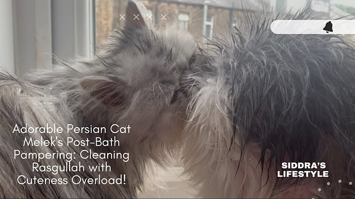 Watch the video about Adorable Persian Cat Melek's Post-Bath Pampering