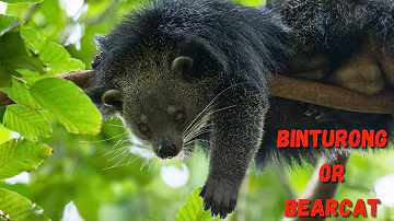 Binturong The Mysterious 'Bearcat' Unveiled! | Popcorn Smelling Binturongs