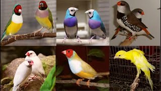 100 Pair Java Colony, Goldfinch Sparrow Breeding Method Tips, Exotic Birds farm