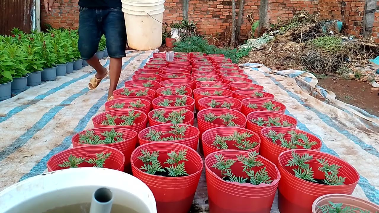 tưới phân DAP cho hoa Vạn thọ