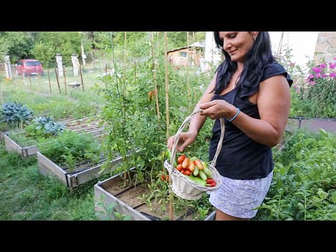 Video: Cucumber Ripening Off The Vine - Alamin ang Tungkol sa Paghinog Ng Pipino