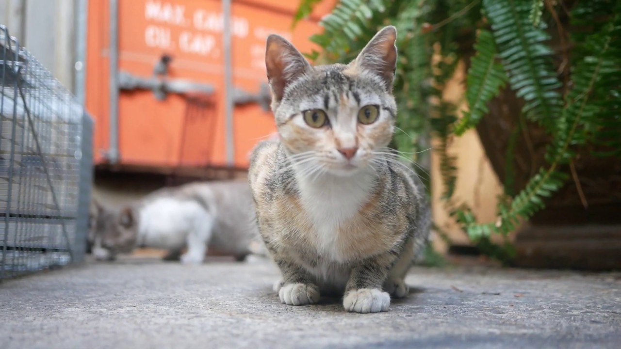 Trap Training with the Cat Man at Soundwave Studios