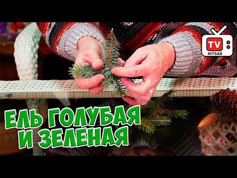 Видео: Какого оттенка зеленого у Эльфаба?