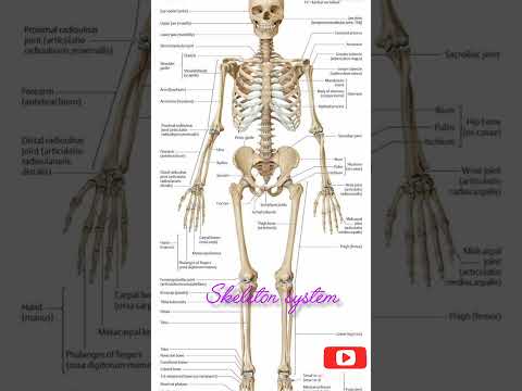 human body #vijayeducation #anatomy #nursingeducation #skeleton #bscnursing #gnm #viral #shorts