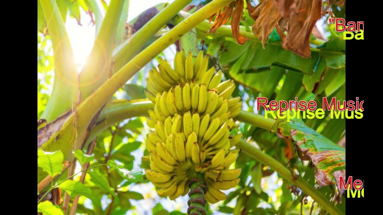 Banana Boat Song YouTube