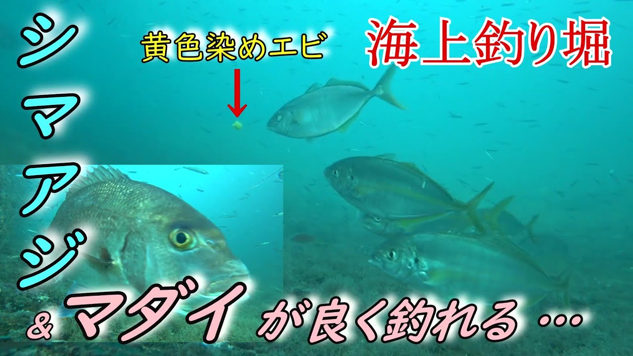 鯛とシマアジ釣れました！…海上釣り堀まるやさんで、許可を頂き水中の様子を撮影させて頂きました。今回、シマアジの活性が高く…黄色染めエビのえさを、奪い合う様に喰ってくれました。